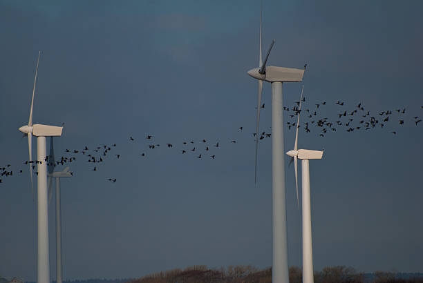 Od zderzeń z turbinami wiatrwymi ginie blisko pół miliona ptaków. Polacy mają skuteczne rozwiązanie - ZielonaGospodarka.pl
