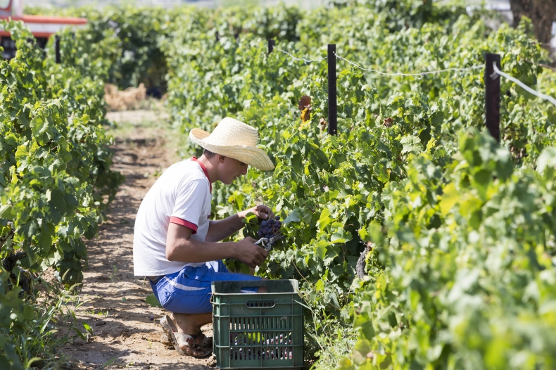 W związku ze zmianą klimatu greckich producentów win czekają trudne decyzje - ZielonaGospodarka.pl