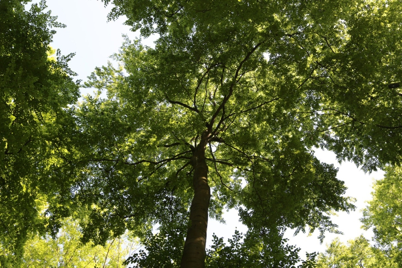 Dołącz do Tygodnia Lasów FSC i zadbaj o przyszłość naszej planety - ZielonaGospodarka.pl