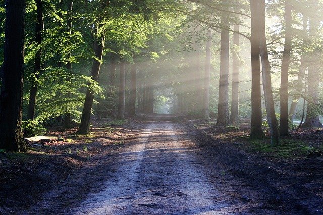 Rząd chce ułatwić pozyskiwanie gruntów leśnych m.in pod inwestycje energetyczne - ZielonaGospodarka.pl