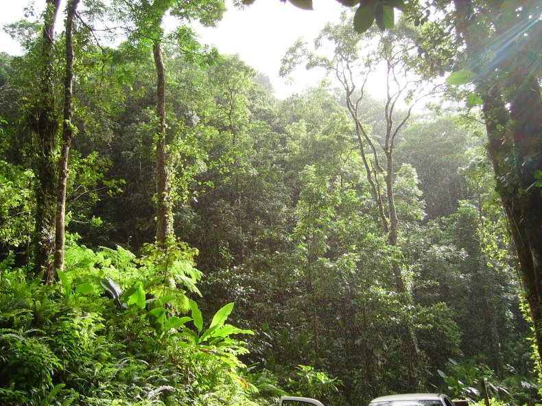 Tropikalne lasy deszczowe będą emitować więcej CO2 niż go pochłoną - ZielonaGospodarka.pl