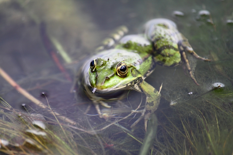 Zmiany klimatu zagrażają płazom [BADANIE] - ZielonaGospodarka.pl