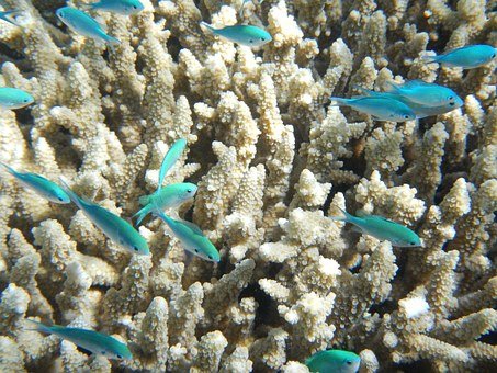 Prognozy: koralowcom budującym rafy zagrażają zmiany klimatyczne - ZielonaGospodarka.pl