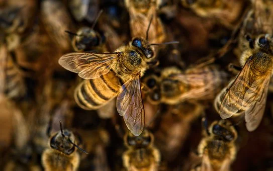 Pszczoły i zapylacze zagrożone na całym świecie, w tym w Europie Zachodniej - ZielonaGospodarka.pl