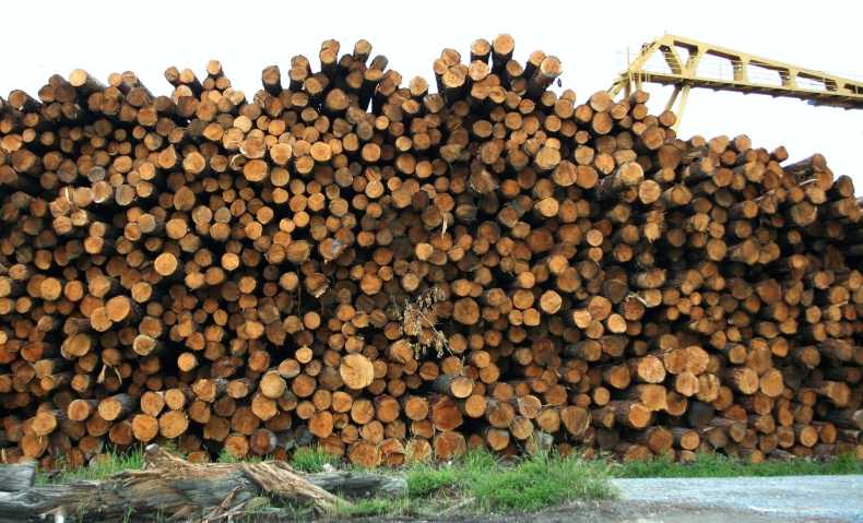 Branża drzewna: konieczny zakaz eksportu drewna, inaczej wiele firm upadnie - ZielonaGospodarka.pl