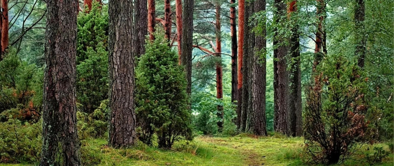 Sejm przyjął ustawę o szczególnych rozwiązaniach związanych ze specjalnym przeznaczeniem gruntów leśnych - ZielonaGospodarka.pl