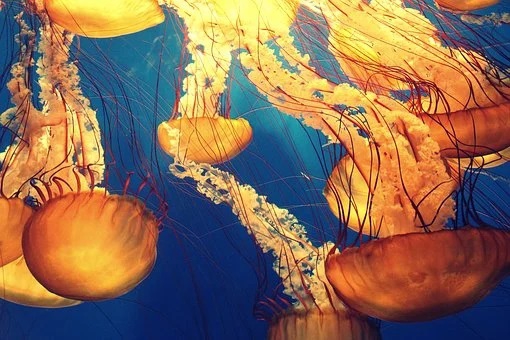 Zmiany klimatu spowodowały pojawienie się gigantycznych meduz u południowych wybrzeży Hiszpanii - ZielonaGospodarka.pl