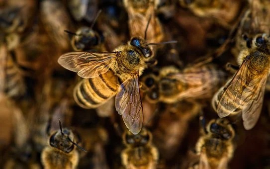 Popularne pestycydy szkodzą pszczołom już w najmniejszych dawkach - ZielonaGospodarka.pl