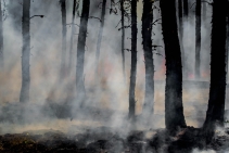 Minister klimatu: od początku roku w polskich lasach wybuchło niemal 4 tys. pożarów lasów