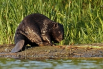Bobry przechytrzyły człowieka. Ktoś zniszczył ich tamę, a te w jej miejsce zbudowały 7 nowych