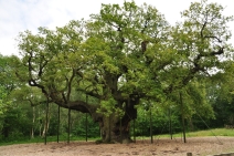 Miał 1200 lat, a Robin Hood szukał pod nim cienia. W Lesie Sherwood obumarł Dąb Major