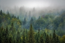 Ocieplenie hamuje wchłanianie CO2 przez drzewa. To zła wiadomość dla klimatu