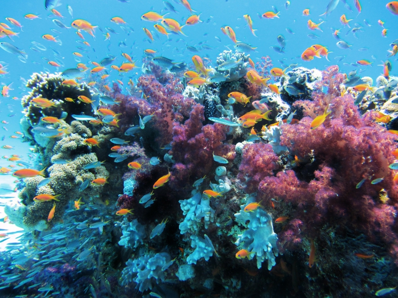 Odkryto najbardziej rozległy koralowiec Wielkiej Rafy - ZielonaGospodarka.pl