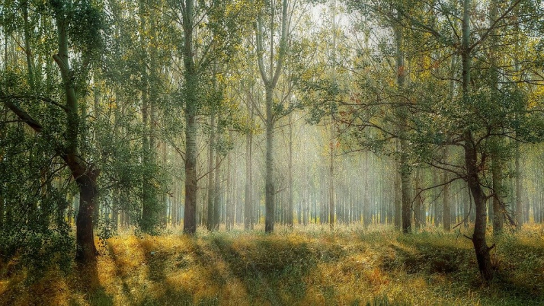 Około jedna trzecia gatunków drzew na świecie zagrożona wyginięciem - ZielonaGospodarka.pl