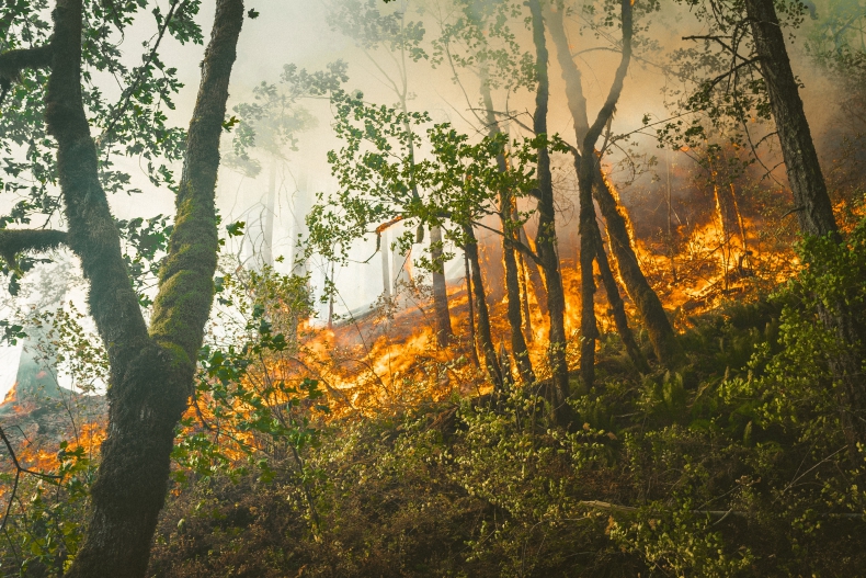 Duże roślinożerne zwierzęta mogą zmniejszyć ryzyko pożarów - ZielonaGospodarka.pl