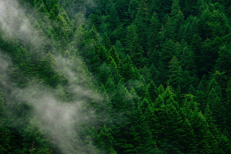 Lasy pochłaniają tylko 3 proc. rocznej krajowej emisji CO2 - ZielonaGospodarka.pl