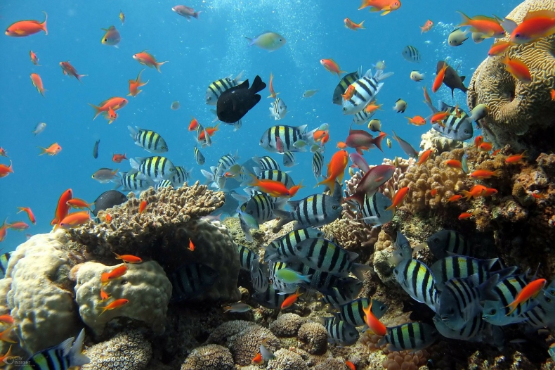 Alarmujące dane. Rafy koralowe zmniejszyły się o 14 procent od 2009 roku - ZielonaGospodarka.pl