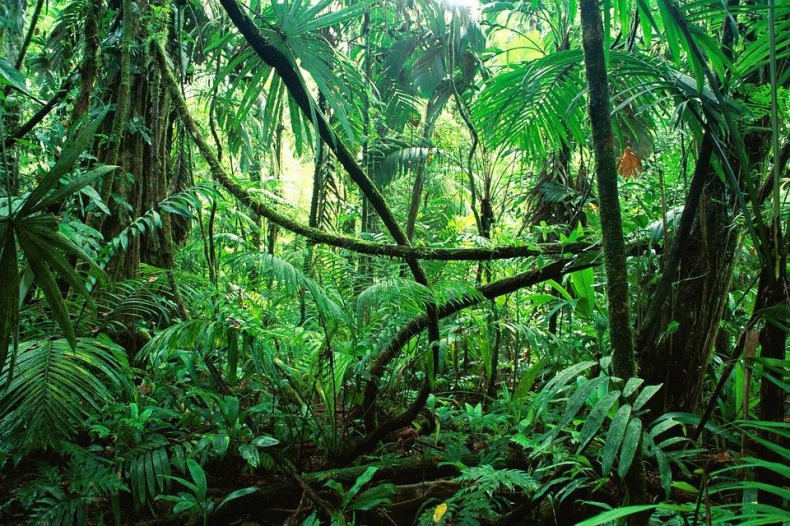 Brazylia podpisze w Glasgow kluczowe porozumienie w sprawie ochrony lasów - ZielonaGospodarka.pl