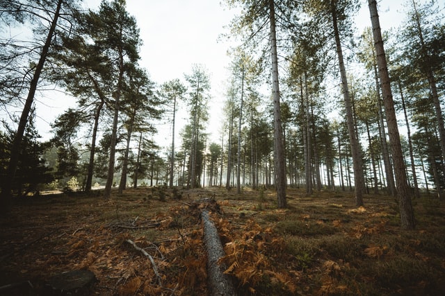 Rozpoczęto sadzenie tzw. lasu węglowego - ZielonaGospodarka.pl
