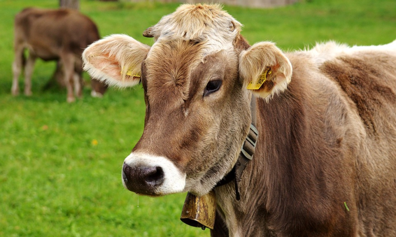 Krowy... ogrzeją brytyjskie domy i pomogą zmniejszyć emisję - ZielonaGospodarka.pl