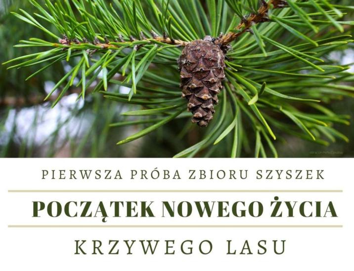 Szyszkobranie w Krzywym Lesie - ZielonaGospodarka.pl