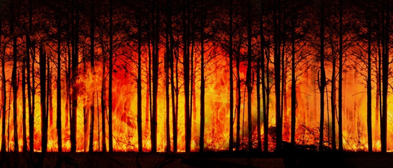 Pożary pochłonęły tysiące hektarów lasów w Patagonii - ZielonaGospodarka.pl