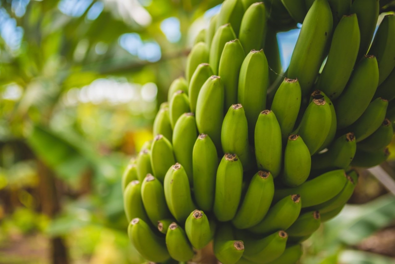 Coraz więcej upraw bananów i mango we Włoszech przez zmiany klimatyczne - ZielonaGospodarka.pl