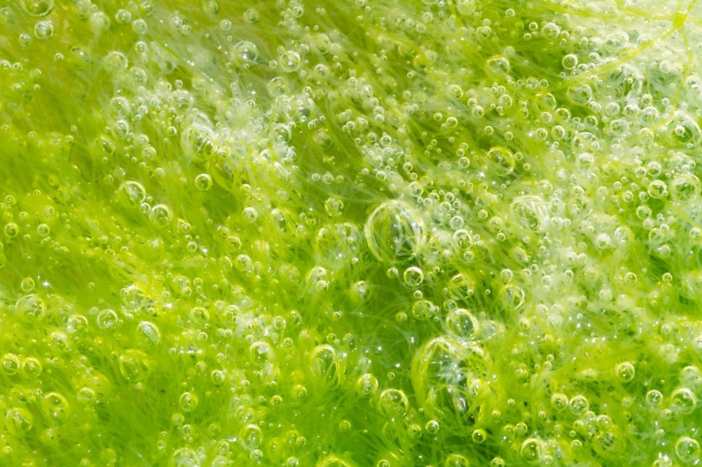 Fermy alg morskich mają oczyszczać powietrze w Madrycie - ZielonaGospodarka.pl