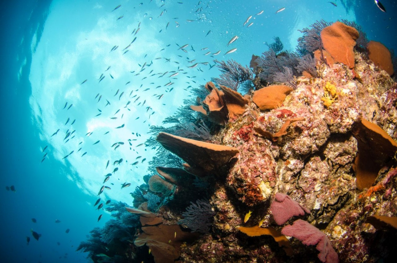Australia przeznaczy 700 mln dolarów na ochronę Wielkiej Rafy Koralowej - ZielonaGospodarka.pl