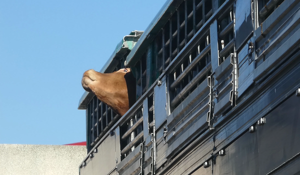 Hiszpański sąd podtrzymał nakaz wybicia prawie 1000 krów transportowanych statkiem przez ponad 2 miesiące - ZielonaGospodarka.pl