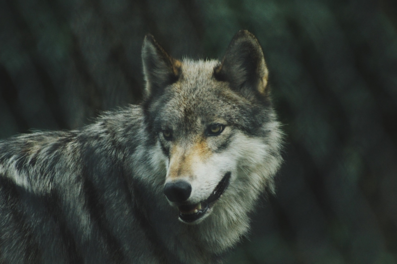 Wilk jest i pozostanie gatunkiem ściśle chronionym - ZielonaGospodarka.pl