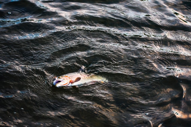 Francja: około 100 tys. martwych ryb wyrzuconych do morza; władze wszczynają śledztwo - ZielonaGospodarka.pl