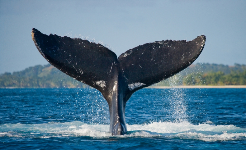 Islandia planuje skończyć z połowem wielorybów od 2024 rok - ZielonaGospodarka.pl