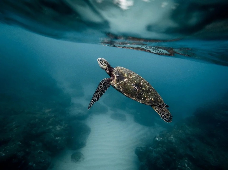 Z okazji Dnia Ziemi SodaStream zobowiązuje się do ocalenia w kwietniu miliona żółwi morskich [WIDEO] - ZielonaGospodarka.pl