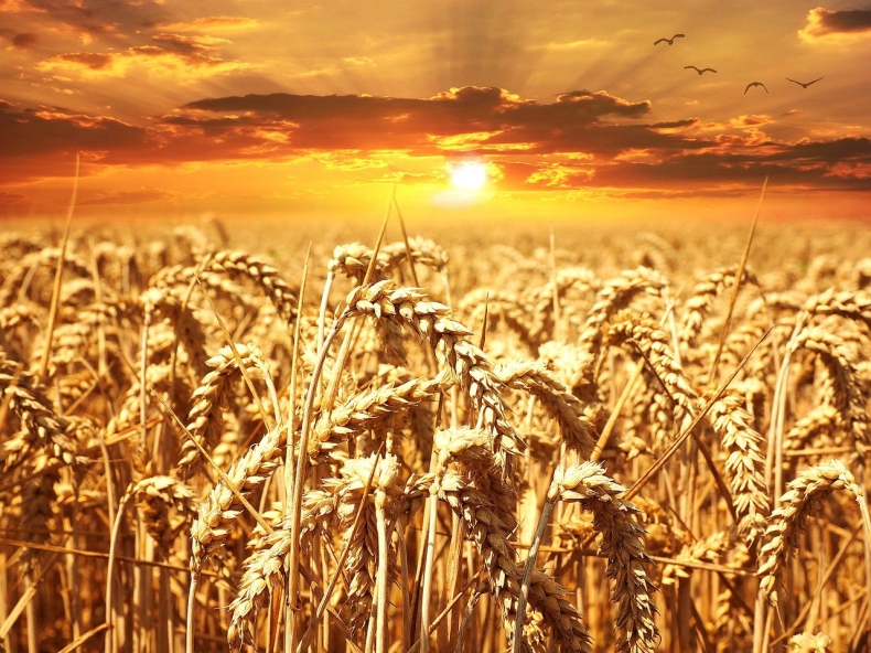 Ceny pszenicy w tym roku będą najwyższe od 20 lat. Analitycy apelują - ZielonaGospodarka.pl