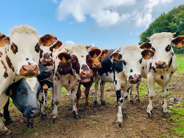 USA: badanie wykazało, że krowy karmione wodorostami wydzielają mniej metanu - ZielonaGospodarka.pl