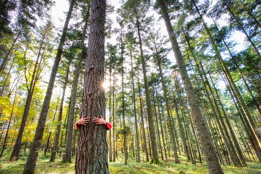 Niemcy: nigdy nie obumarło tak wiele drzew w lasach i tak szybko jak w 2020 roku - ZielonaGospodarka.pl