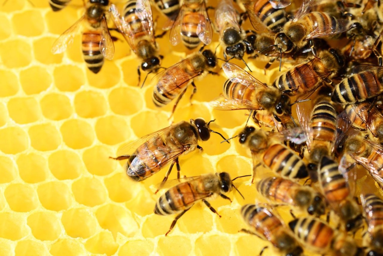 Przybywa pasiek na dachach galerii i biurowców. Pszczołom w miastach nie zagrażają pestycydy - ZielonaGospodarka.pl