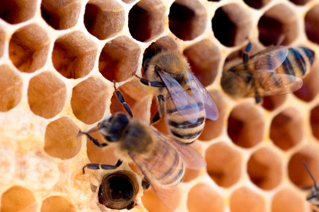 Pszczołom w Polsce brakuje naturalnego pożywienia - ZielonaGospodarka.pl