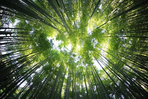 Arabia Saudyjska zasadzi na pustyni 10 mld drzew, by walczyć z emisją CO2 - ZielonaGospodarka.pl