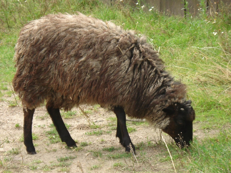 Owce zaopiekowały się zielonym terenem nad Opływem Motławy w Gdańsku - ZielonaGospodarka.pl