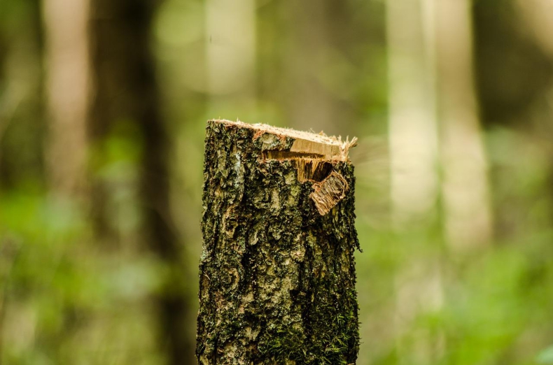 Chcą uratować ponad 80 drzew przeznaczonych do wycinki! - ZielonaGospodarka.pl