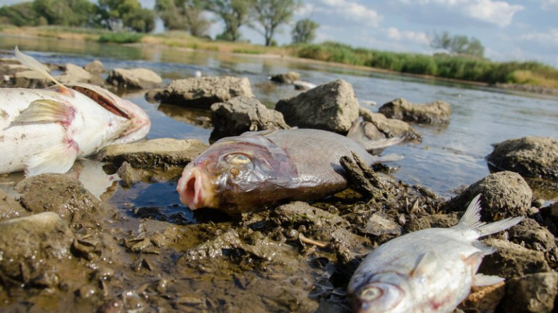 Śnięte ryby na terenie Bielańsko-Tynieckiego Parku Krajobrazowego - ZielonaGospodarka.pl