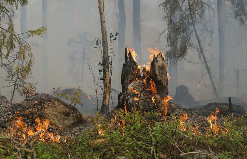 Od początku roku trzy razy więcej pożarów w UK niż w całym 2021 r. - ZielonaGospodarka.pl