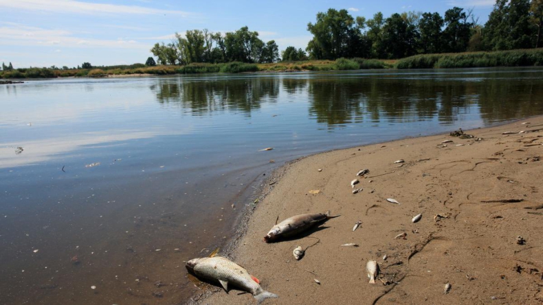 W niemieckiej rzece Saale odkryto setki martwych ryb - ZielonaGospodarka.pl