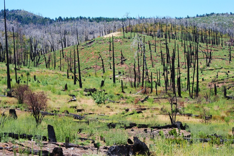 Raport: w 2021 roku spłonęło 9 mln hektarów lasów - ZielonaGospodarka.pl