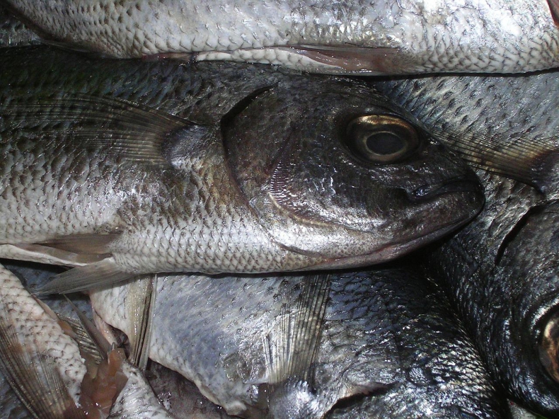 Ponad 150 ton śniętych ryb trafiło do utylizacji - ZielonaGospodarka.pl