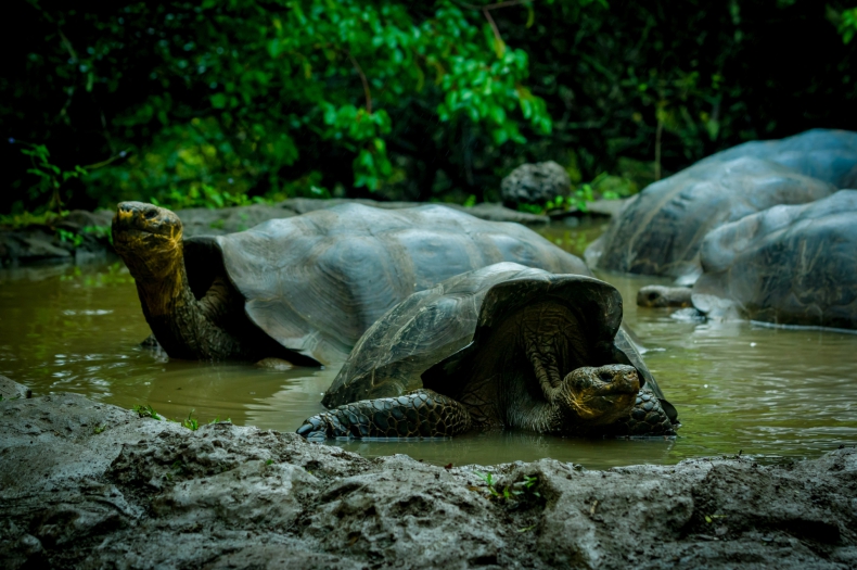 Ruszyło śledztwo w sprawie zabitych żółwi na Galapagos - ZielonaGospodarka.pl