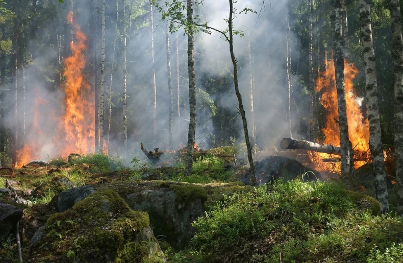 Trwa gaszenie 150 hektarów lasu w górach Harz - ZielonaGospodarka.pl