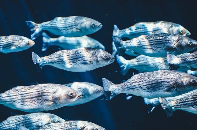 Raport: nadal zbyt dużo ryb jest odławianych - ZielonaGospodarka.pl